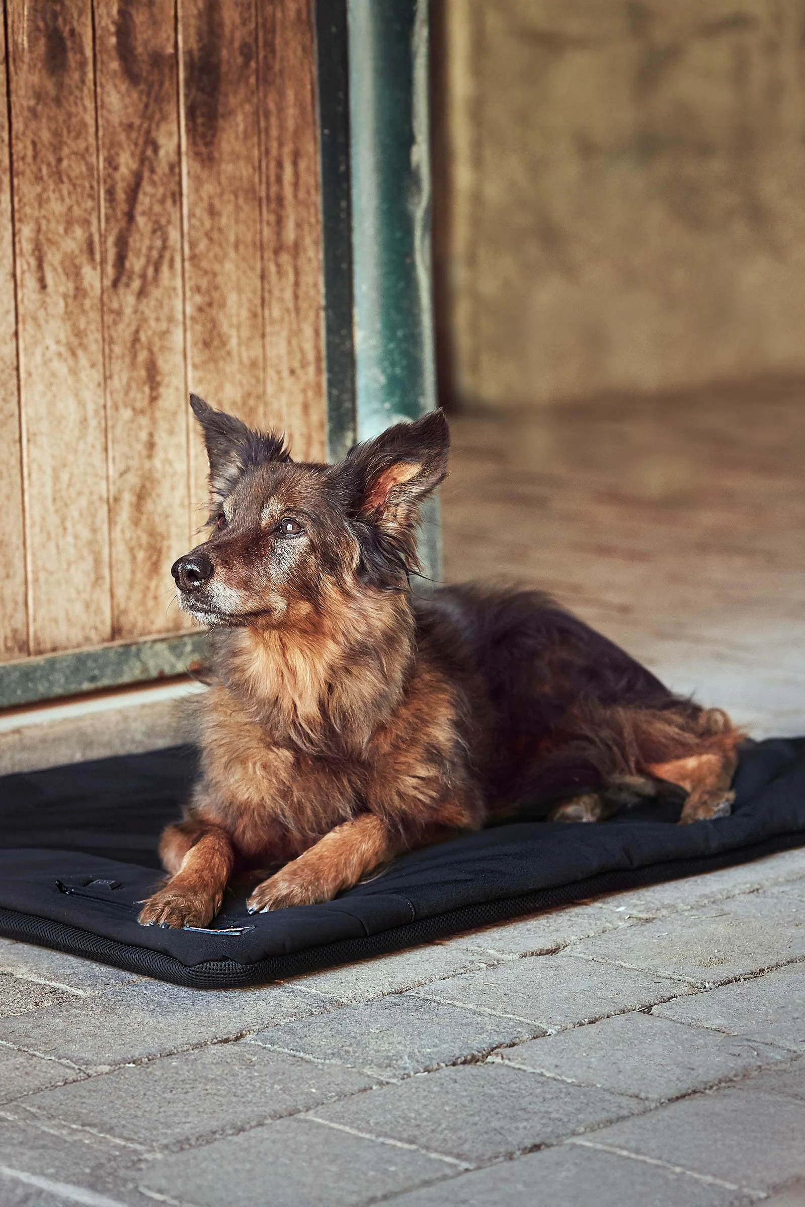 CATAGO FIR-Tech Pro Heatable Dog Pillow Black Ăn størrelse