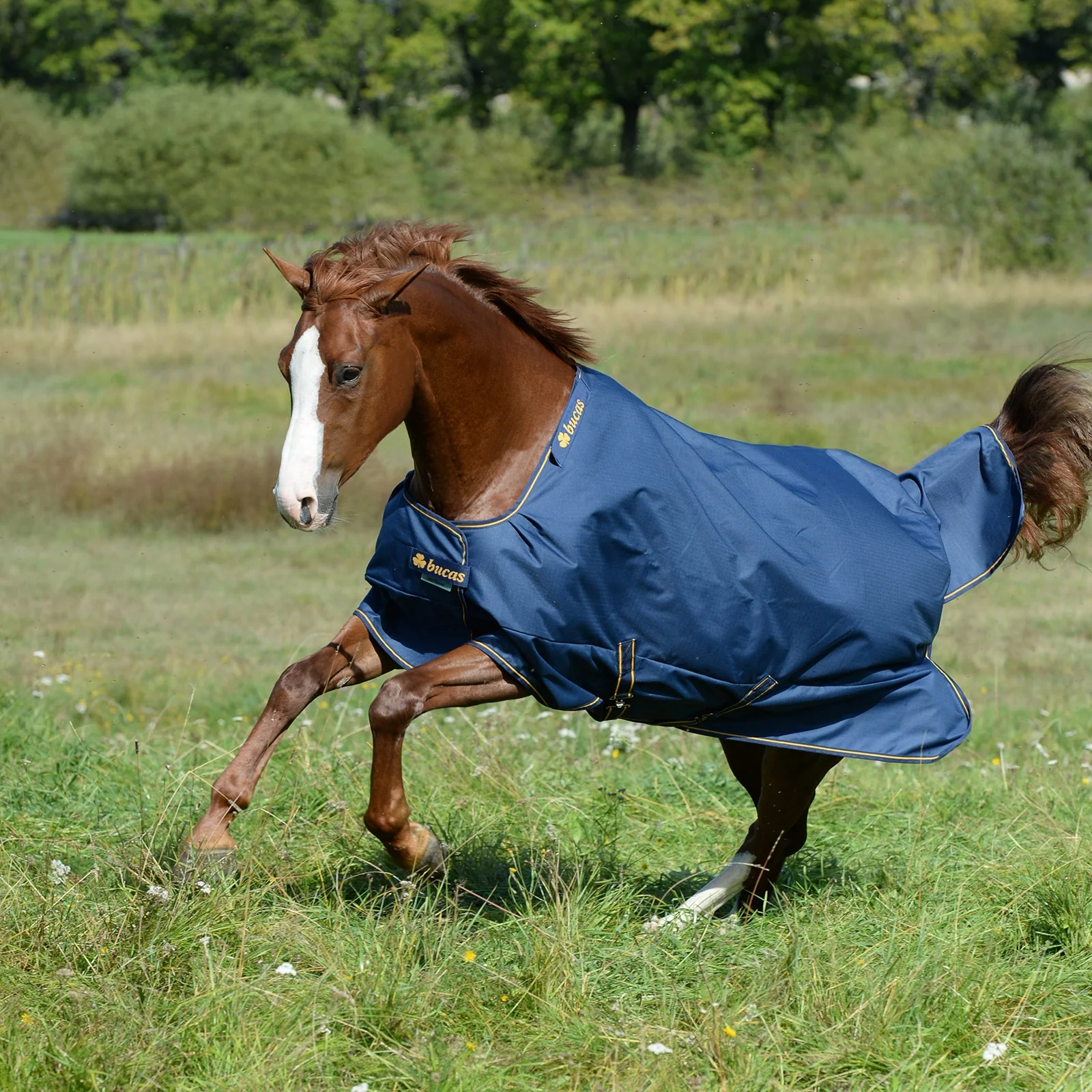 Irish Extra udedækken, pony Dark Blue/Gold 115
