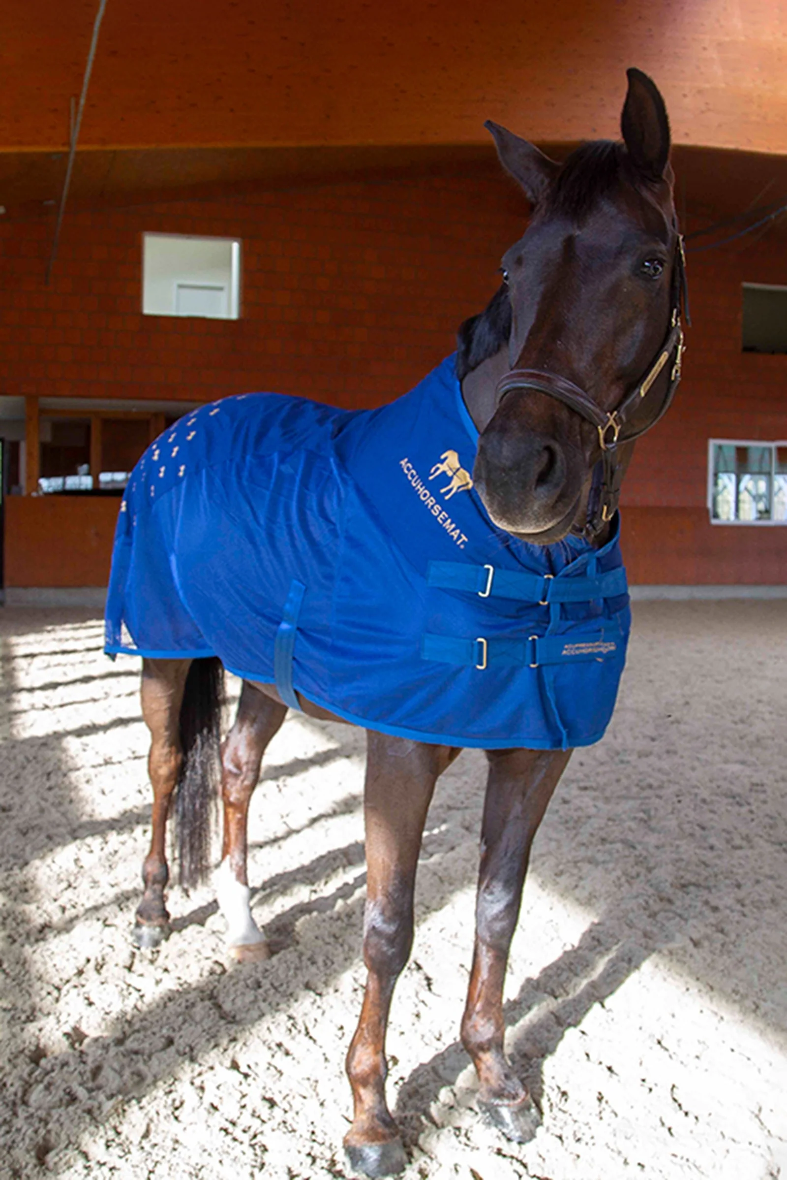 Cooler Blue L - Image 10